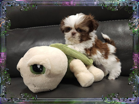 Tiny Chinese Imperial Shih Tzu Female Puppies For Sale Available Pups